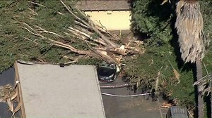 Video from Sky5 shows the toppled tree that crushed a car in Tustin on Monday morning, killing a woman inside, authorities said. http://on.ktla.com/NxaWM | KTLA 5 News