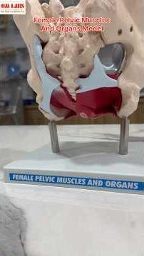 Female Pelvic Muscles & Organs Model | Nursing and Biology Models #anatomy #women #body #og