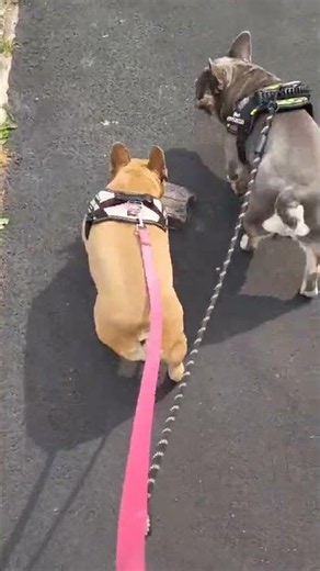 Adorable French Bulldog Puppy 🐶 | Funny, Cute & Heartwarming Frenchie Moments ❤️