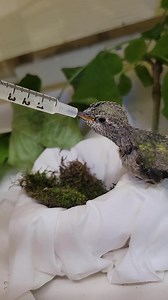 Did you know that Anna's Hummingbirds consume up to half their weight in nectar every day? These birds have one of the fastest metabolisms. Their hearts beat up to 1,260 times per minute, and they flap their wings around 50 times per second. It’s no wonder they have such a hearty appetite! | Chintimini Wildlife Center