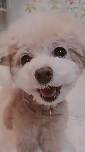 なんだかこわい😱#顔だけグルグル #笑顔#smile#不思議な気持ち #愛犬のいる生活 #toypoodle #ペットのいる暮らし #cutedog #愛犬#癒しの動画 #aかわいい動画