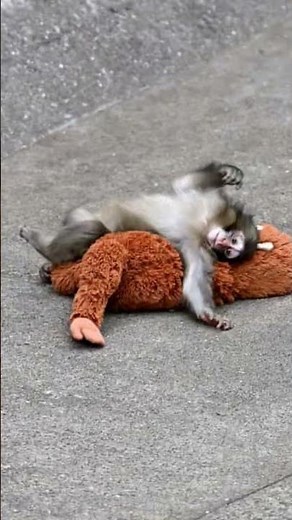 "Cheeky Monkey Punches Everyone! ViralAnimal Video 2026" #viralshort“Punch Monkey Gone Wild!#Shorts”