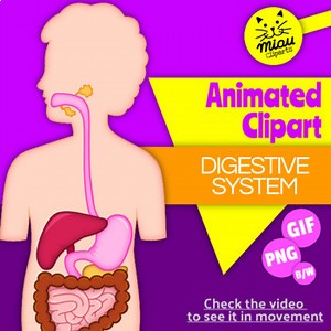 Digestive System Clipart - Human Body Images - GIFs and PNG