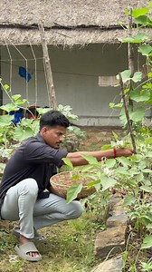 Experience the charm of rural life for a day at **Akshayakalpa Organic Farm**, located near Madurandagam, Tamil Nadu, just a short trip from Pondicherry to Chennai. 🌿✨ ### What Awaits You: - **Farm Adventures**: Rediscover the joy of simple living—learn to climb trees, engage in paddy work, and try your hand at vegetable harvesting. 🌾🍅 - **Cow Farming Insights**: Get an up-close experience with cows and learn the process behind producing high-quality milk. 🐄🥛 - **Live Milk Factory Tour**: W