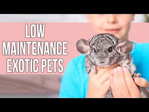 Low Maintenance EXOTIC Pets That Everyone Can Own!