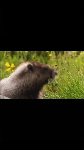 Wildlife Windows 7 Sample Video HD