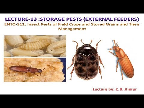 ENTO 311 Lec 13 Storage Pests External Feeders