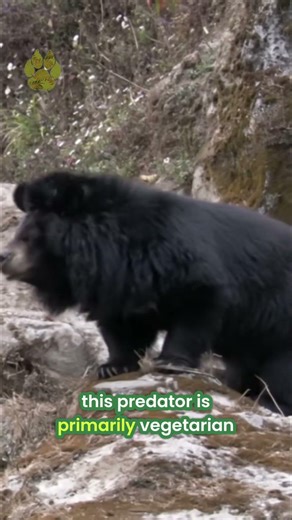 Ever seen a Sloth Bear before? 😳🐻 | Subscribe to @UltimateNatureDocs | #shorts