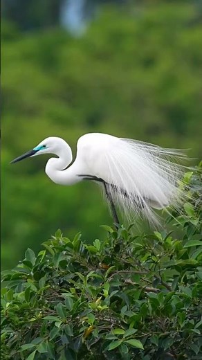 Great Egret in Breeding Plumage — Like a Bride in White 👰‍♀️🕊️✨