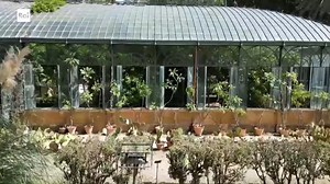 🎬 L' Orto Botanico di Palermo tra i protagonisti dell'episodio di Newton dedicato a I NUMERI DI FIBONACCI su Rai Cultura. 🔎 La "successione di #Fibonacci", la più famosa al mondo, è quella in cui, partendo dal numero 1, ogni valore è la somma dei due numeri precedenti. Si tratta di una serie che il matematico Leonardo Pisano detto il Fibonacci introdusse in un trattato di aritmetica e algebra del 1202 e che la scienza sta studiando ancora oggi. La possiamo ritrovare un po' ovunque: in #botanic