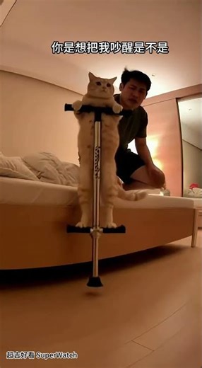 半夜三點的秘密 Ep.2 Mystery solved. The reason behind the strange noises at 3 AM. (Part 2) #aicat