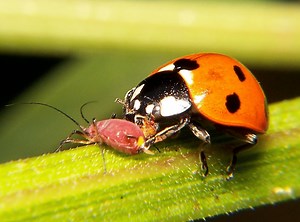 Mariquita: Características, significado, tipos y mucho más
