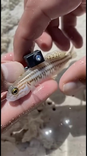 POV: What’s Inside a Goby Fish Burrow? Tiny Camera Attached!