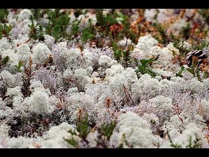 Day 13 of 24 Species of Christmas: Reindeer Lichen | Royal Society of Biology