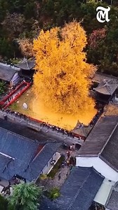 China’s 1400-Year-Old Golden Ginkgo Tree — A Living Piece of History. #China #Ginkgo #tree #oldisgold | The MES Times