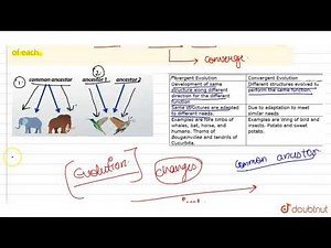Differentiate between divergent and convergent evolution. Give one example of each.
