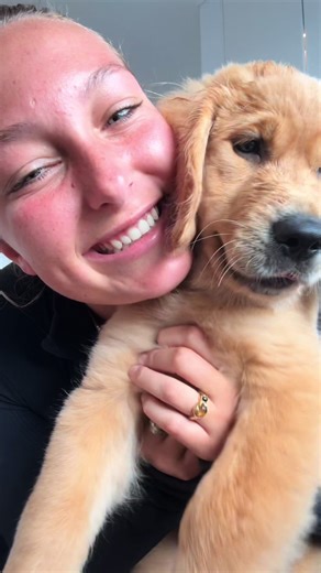 Valentine’s Day Surprise with a Golden Retriever Puppy