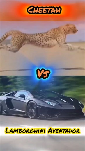 The Incredible Speed of Cheetah Against Lamborghini Aventador. #shorts ##shortviral #cheetah