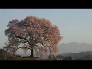山梨県 わに塚の桜と八ヶ岳