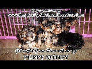 YORKIE PUPPIES FOR SALE, GEORGIA LOCAL BREEDERS, GWINNETT COUNTY, GA