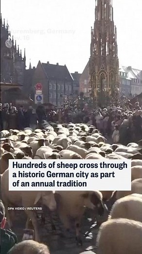 Hundreds of sheep cross through a historic Germany city as part of an annual tradition