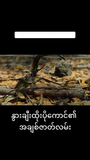 Exploring Fascinating Beetles in Their Natural Habitat