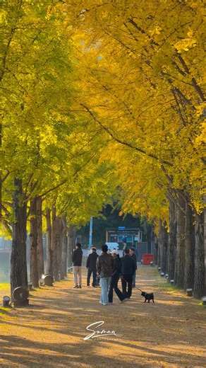 Autumn In South Korea 🍁🍂 | Suman Photography