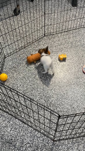 Papillon puppy for sale