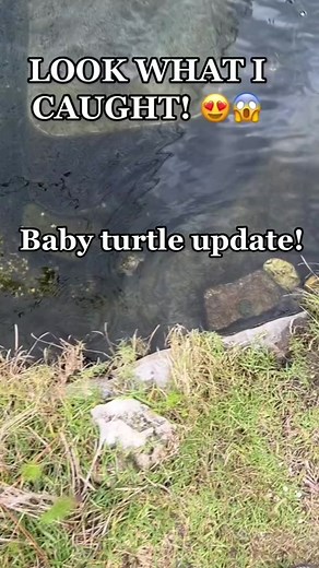 Baby Turtle Update: Ensuring Survival in Its New Home