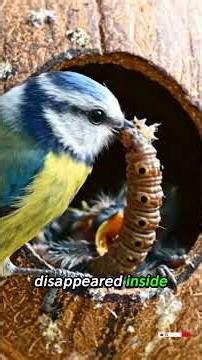 Turning a Coconut Into the Cutest Birdhouse Ever #diy #satisfying