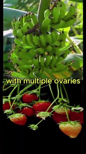 The Weird Science of Fruit Classification