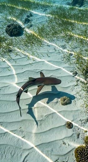 太快了看不清 超级跑车极速飙升 #跑车 #极速 #赛车