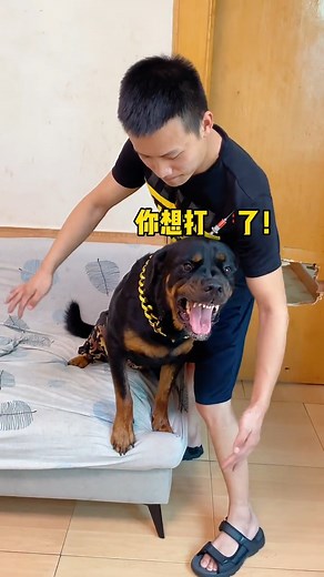 49K views · 1.4K reactions | Watching a bunch of dogs taking advantage of people every day, the bully dogs also learned something  #dog #dogfunny #dogstagram | Xiang Wei and Yi Tuo Dog | Facebook