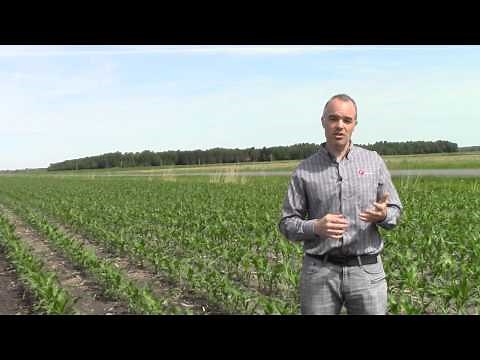 Connaissez-vous le ray-grass?