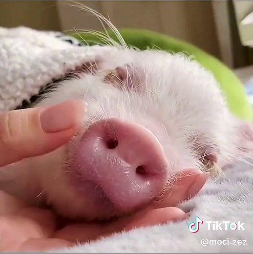 Adorable Pig Compilation | Cute Piggy Videos