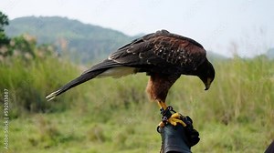 Harris' falcon training for hunting Stock Video