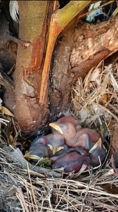 114K views · 887 reactions | Myna baby care feeding and caring for siblings | Review Birds News | Facebook