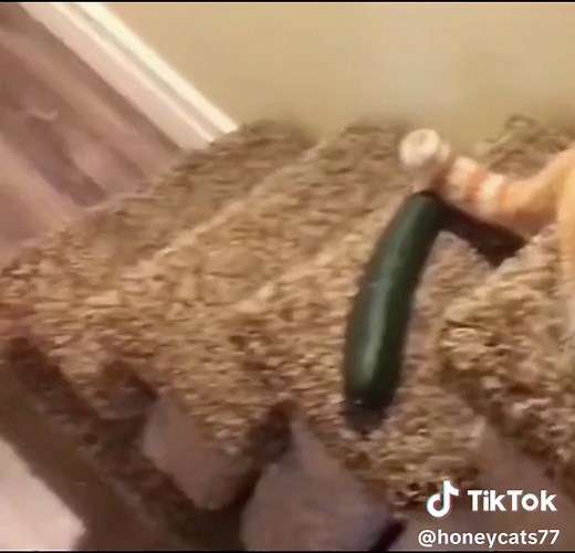 Why cats are afraid of cucumbers 😂#cat #cats #catsoftiktok #petlove #catsvideo #catlover