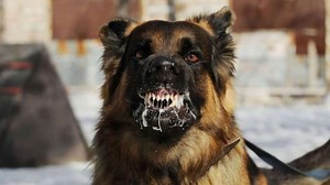 Symptoms of Rabies in Dogs, Causes and Treatment ▷➡️ Postposmo