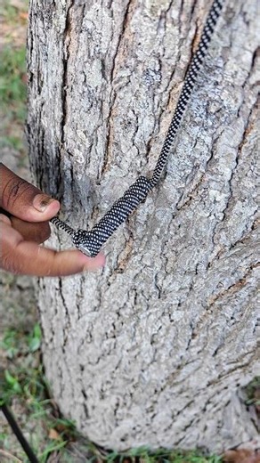 Genius Rope Knot on Tree ✅💯 #shorts #lifehacks #viral