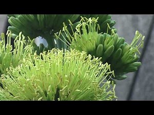 100年に1度咲く花