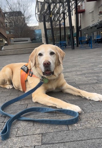 Back at it after a short injury break—and we’re so excited to be training with Bridger (and Coda) again 💪🐾 For transparency: Bridger’s owner first booked a scale test with us to map out variables and triggers. From there, we’ve been building his foundations for CGC prep, with a big focus on “leave it” and polite, neutral behavior around people. This is Lesson 3, and the progress has been huge. We were inside a busy pet store downtown with highly reactive dogs—large breeds just a few feet away—