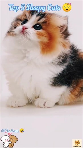 Top 5 Sleepiest Cats Ever 😴 #cat #kitten