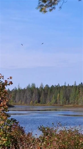 Nature drama at Bay Pond! During our recent Adirondack Explorer bird walk near Paul Smith's, we witnessed an incredible face-off between a bald eagle and great blue heron. The tension was real, but we're happy to report both birds flew away unharmed. Sometimes the best wildlife moments happen when you least expect them. #adirondackexplorer #birdwalk #baypond #paulsmith #baldeagle #greatblueheron | Adirondack Explorer