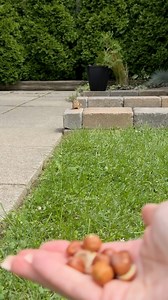 56K views · 1.9K reactions | Obedience training #reel #funny #comedy #cute #animals #chipmunk #charlie #cute #stay #wait #come | Charlie The Chipmunk | Facebook