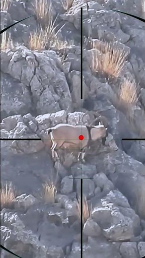Wild Goat Hunting | Caccia alla capra selvatica