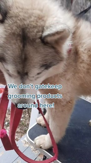Grooming Tips for Huskies Without Brushing | Expert Advice