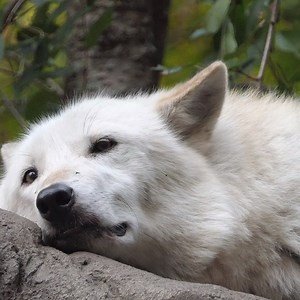 Lazy howls aren't just a fad - they're a lifestyle 😎 #iloveAlawa | Wolf Conservation Center