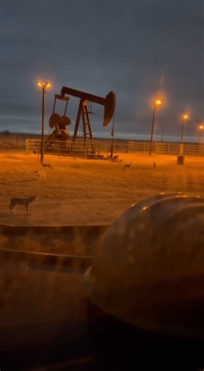 Wild Animal Encounters on Instagram: "A rear truck window frames a lonely pumpjack nodding in the dark. ⛽ Coyote eyes ignite beyond the light, weaving in restless circles around the pad before slipping between the trash bins and bumper. One leaps up and slams into the rear window right at the lens, knocking the phone down as the pack trots past in the glow. Would you keep the engine off—or start it and hope they scatter? #wildlife #coyote #oilfield #nightshift #shorts"