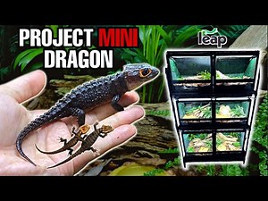 I HATCHED 4 NEW BABY MINI DRAGONS + HOW TO SETUP 6 CROCODILE SKINK TERRARIUMS! LEAP HABITATS